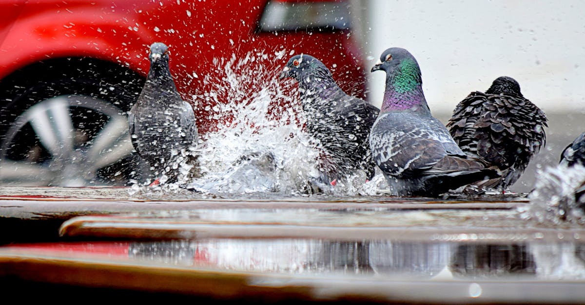 Assessing a Plumber’s Track Record in Specific Emergencies