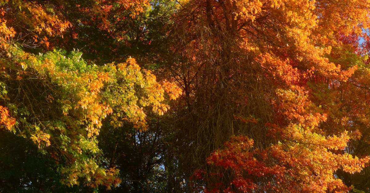 Why Industry Certifications Matter When Choosing a Plumber